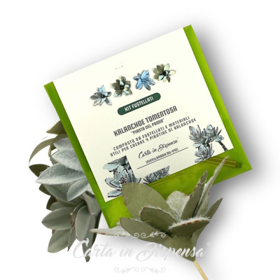 KIT pretagliato kalanchoe tomentosa