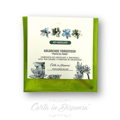 KIT pretagliato kalanchoe tomentosa