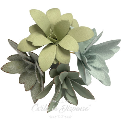 KIT pretagliato kalanchoe tomentosa