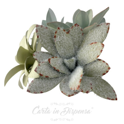 KIT pretagliato kalanchoe tomentosa