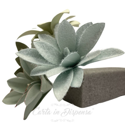 KIT pretagliato kalanchoe tomentosa