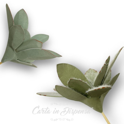 KIT pretagliato kalanchoe tomentosa