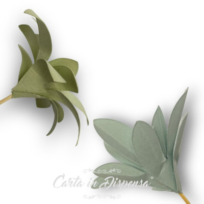 KIT pretagliato kalanchoe tomentosa