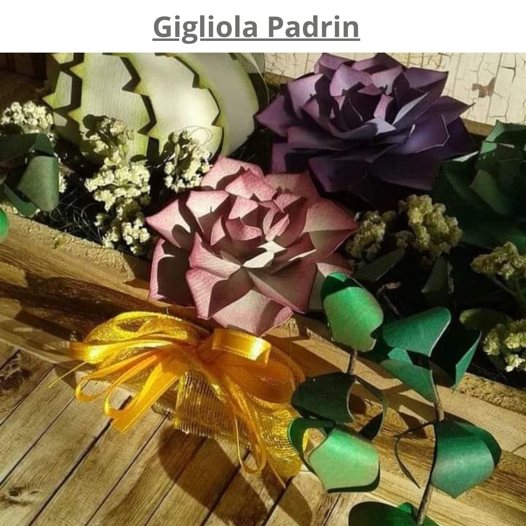 piante grasse in carta