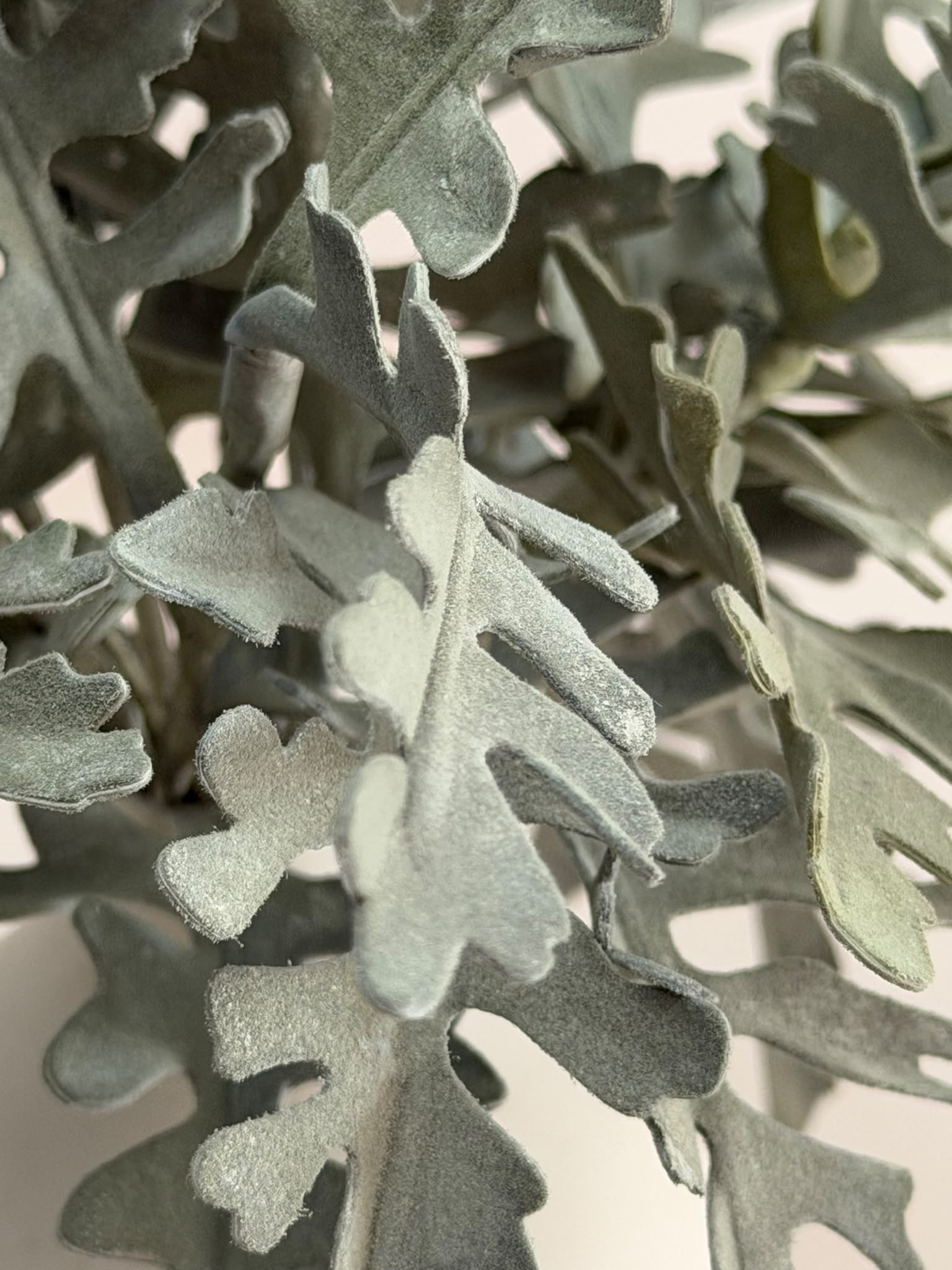 Dettaglio Cineraria di carta