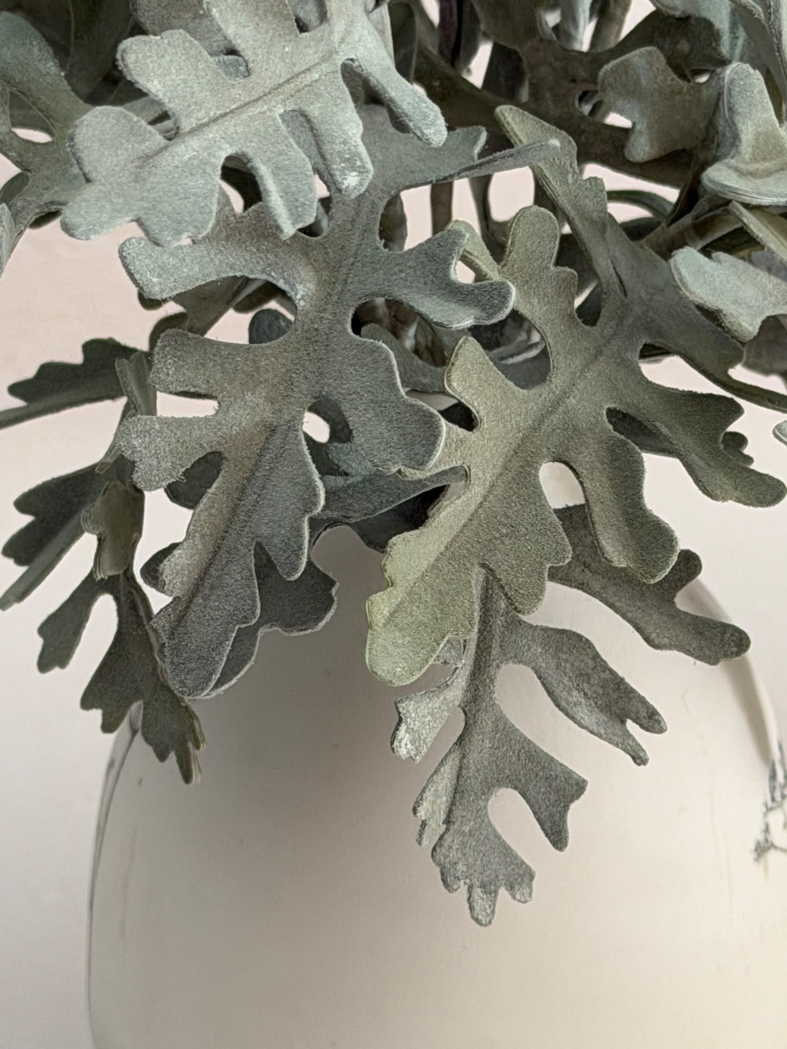 Foglie di Cineraria in carta