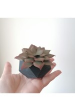 Photo from customer for Conf. MARTELLATA muschio 250g