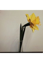 Photo from customer for Conf. TRASLUCIDA arancio 100g