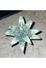 Photo from customer for KIT pretagliato Aloe Vera