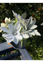 Photo from customer for KIT pretagliato kalanchoe tomentosa
