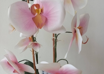 L'orchidea di Zù